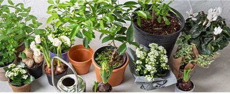 מארזים לט''ו בשבט