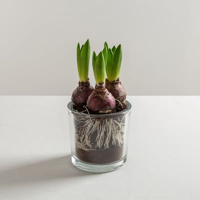 עציץ פקעות בזכוכית