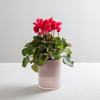 רקפת באגרטל צבעוני