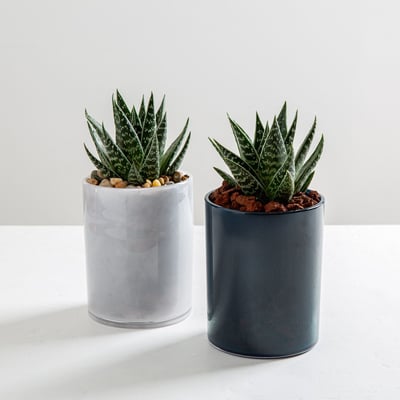 אלוורה טיקו בכלי זכוכית