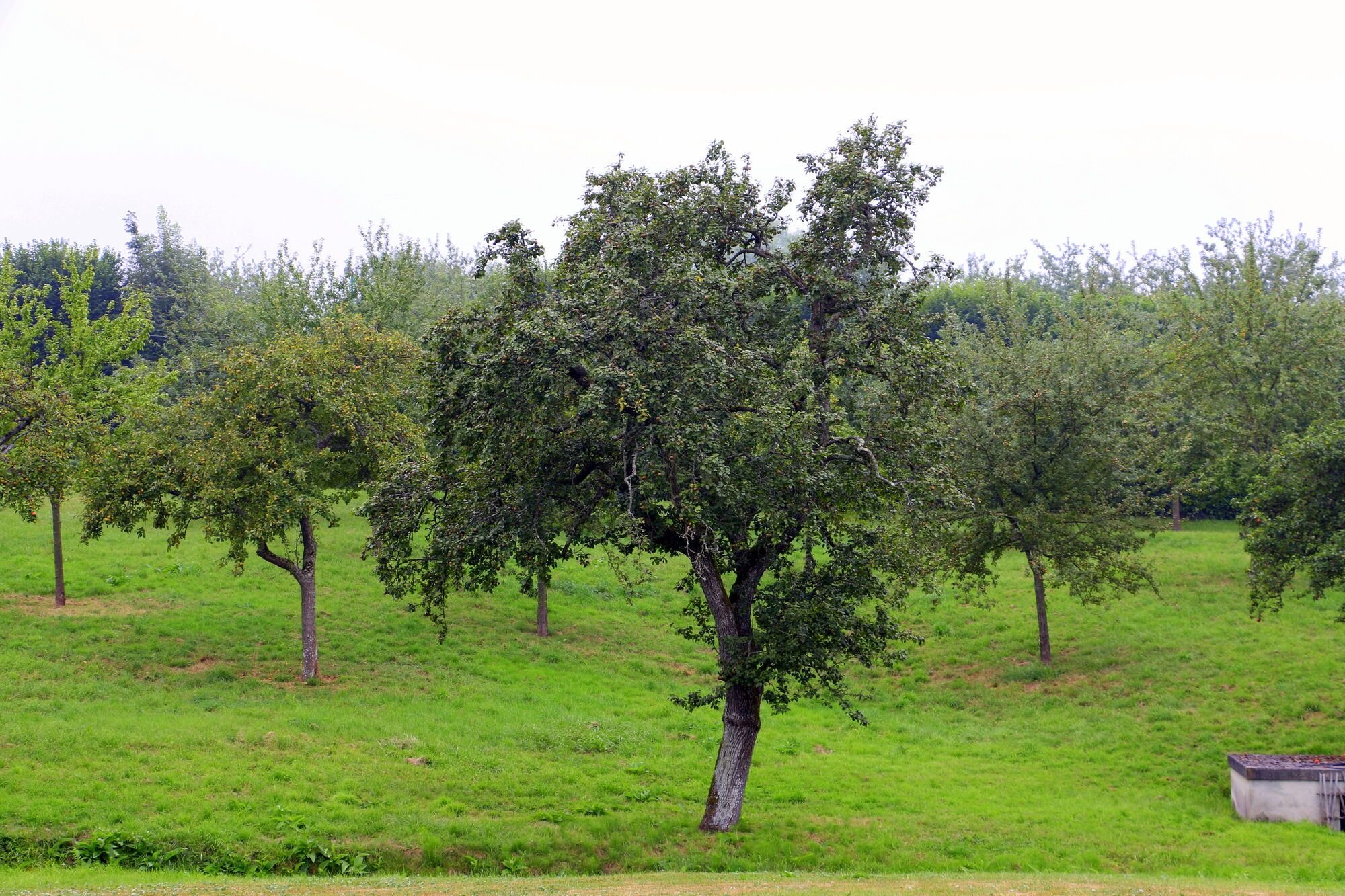 "כמובן שגם האגסים שאנחנו קונים הם כאלה שגודלו בנורמנדי"