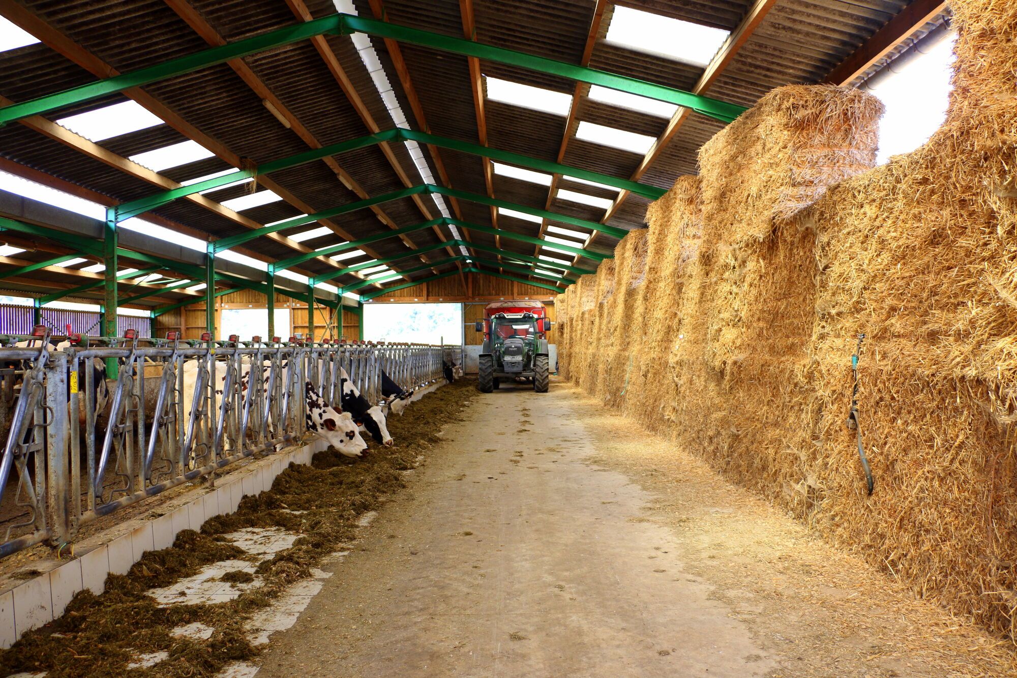 לדוראן יש עדר של 60 פרות האחראיות על ייצור החלב לגבינות הקממבר
