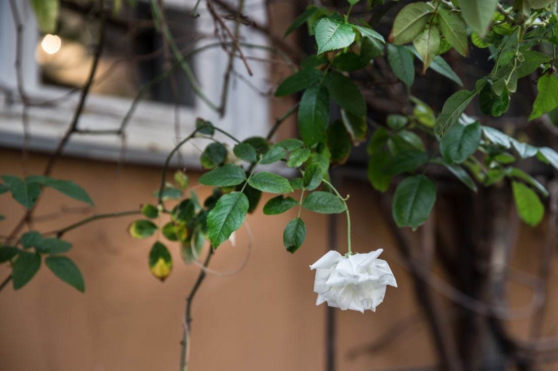 ורד לבן בהוטל מונטיפיורי