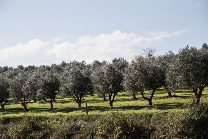 כרמי הזיתים של פיאנלה, מקום מושבה של רוסטיקלה