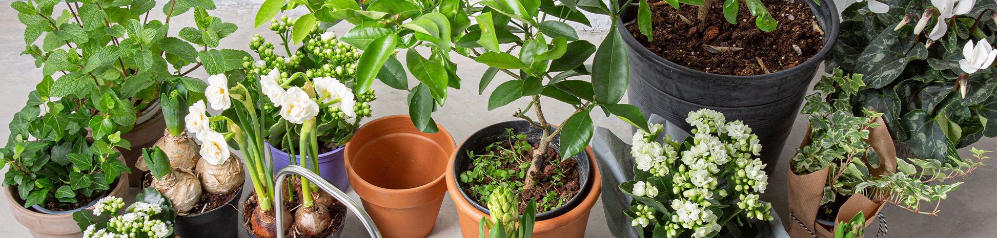 מארזים לט''ו בשבט